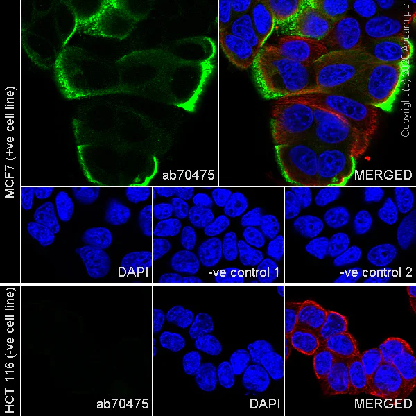 Immunocytochemistry/ Immunofluorescence - Anti-MUC1 antibody [HMFG1 (aka 1.10.F3)] - BSA and Azide free (AB230298)