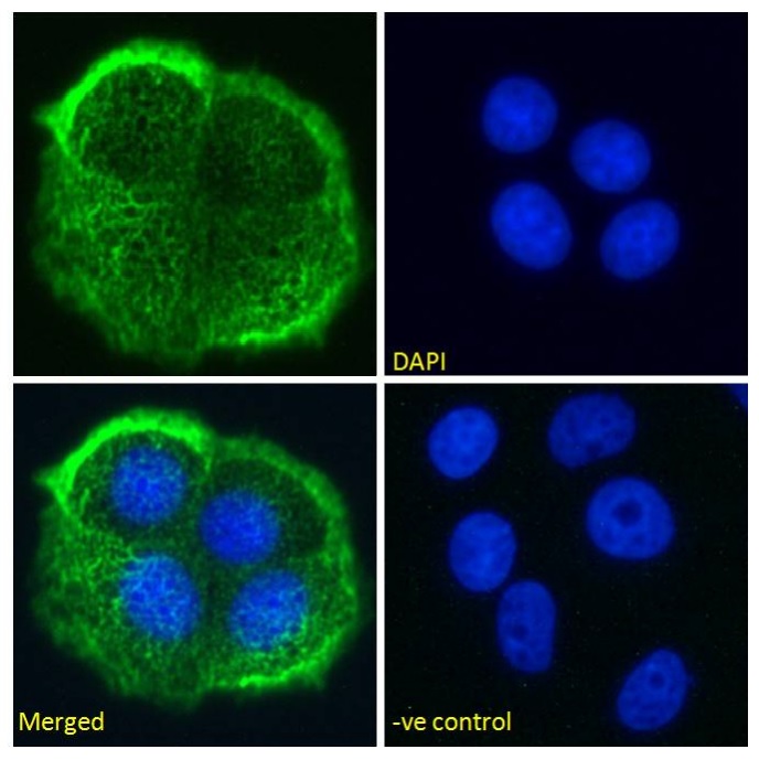Immunocytochemistry - Anti-MUC1 antibody [HMFG2] (AB245693), expandable thumbnail