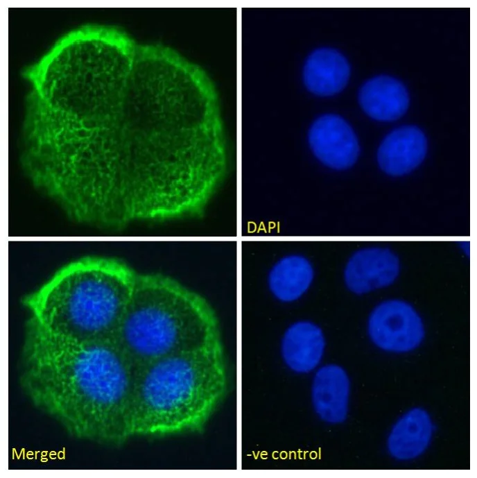 Immunocytochemistry - Anti-MUC1 antibody [HMFG2] (AB245693)