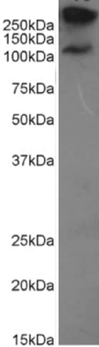Western blot - Anti-MUC1 antibody [HMFG2] (AB245693)
