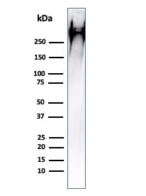 Western blot - Anti-MUC1 antibody [HMPV] (AB216036)