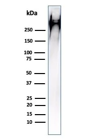 Western blot - Anti-MUC1 antibody [HMPV] (AB216036)