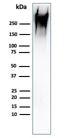 Western blot - Anti-MUC1 antibody [rMUC1/960] (AB218464)