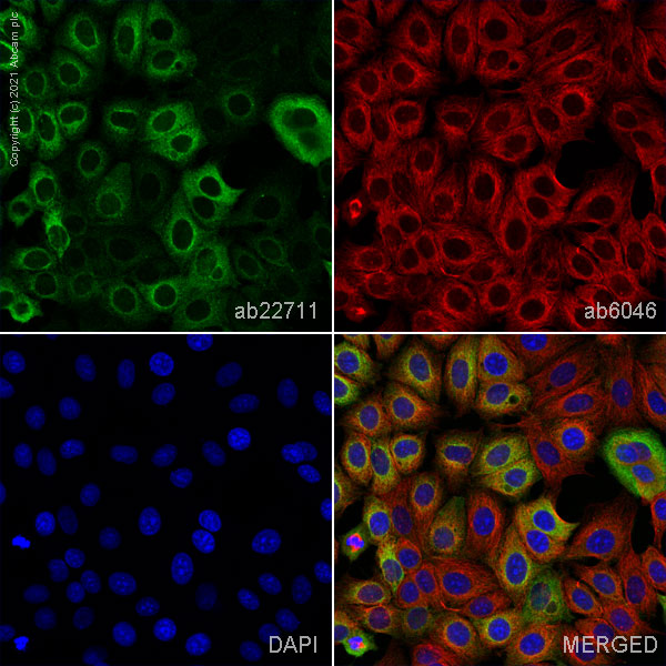 Immunocytochemistry/ Immunofluorescence - Anti-MUC1 antibody [SM3] (AB22711), expandable thumbnail