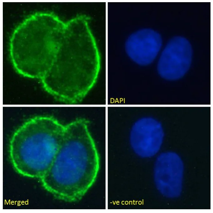 Immunocytochemistry - Anti-MUC1 antibody [SM3] (AB245695)