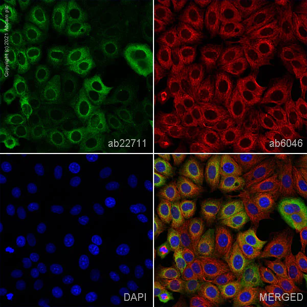 Immunocytochemistry/ Immunofluorescence - Anti-MUC1 antibody [SM3] - BSA and Azide free (AB230294)