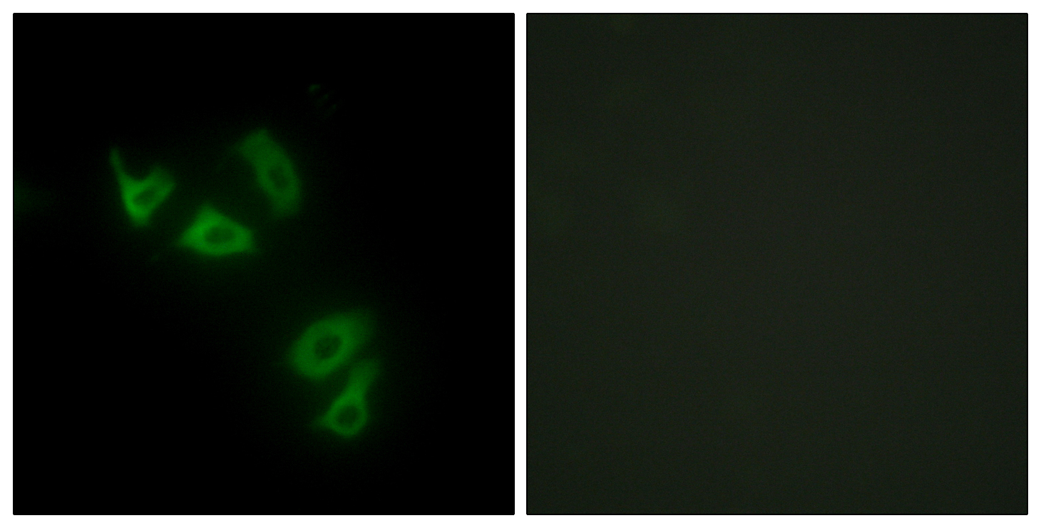 Immunocytochemistry/ Immunofluorescence - Anti-MUC13 antibody (AB65109)