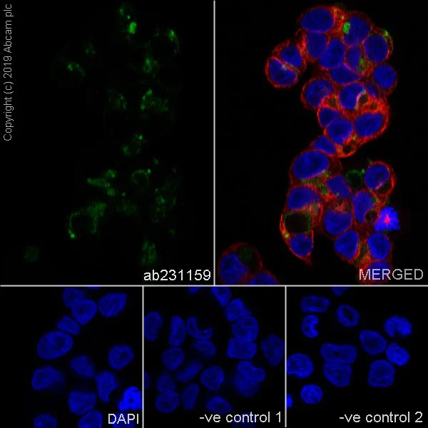 Immunocytochemistry/ Immunofluorescence - Anti-MUC13 antibody [C14] - BSA and Azide free (AB255736)