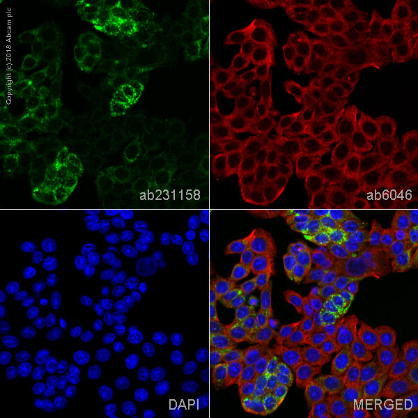 Immunocytochemistry/ Immunofluorescence - Anti-MUC13 antibody [C18] (AB231158), expandable thumbnail