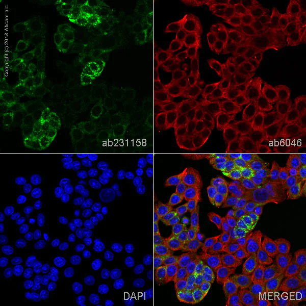 Immunocytochemistry/ Immunofluorescence - Anti-MUC13 antibody [C18] - BSA and Azide free (AB269565)