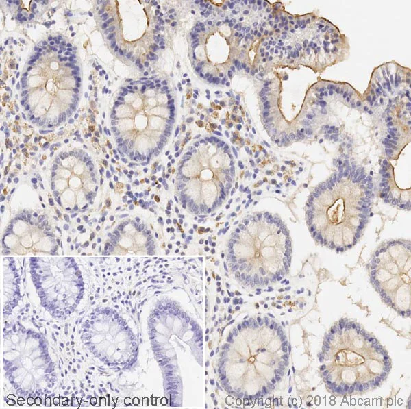 Immunohistochemistry (Formalin/PFA-fixed paraffin-embedded sections) - Anti-MUC13 antibody [C18] - BSA and Azide free (AB269565)