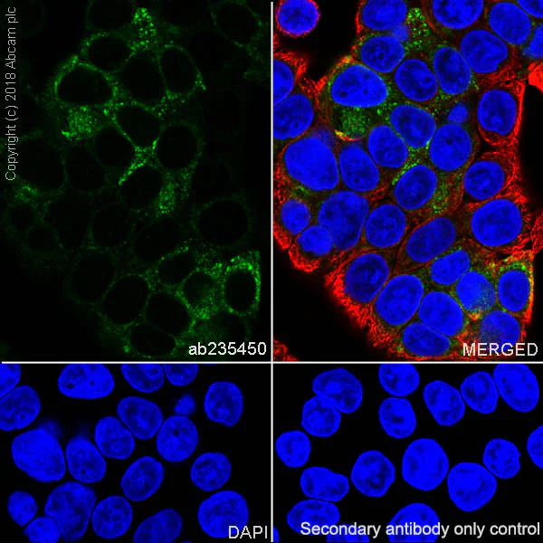 Immunocytochemistry/ Immunofluorescence - Anti-MUC13 antibody [EPR21901] (AB235450)