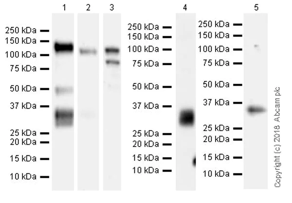 Western blot - Anti-MUC13 antibody [EPR21901] (AB235450)