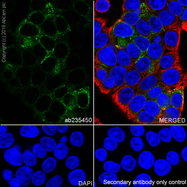 Immunocytochemistry/ Immunofluorescence - Anti-MUC13 antibody [EPR21901] - BSA and Azide free (AB237590), expandable thumbnail