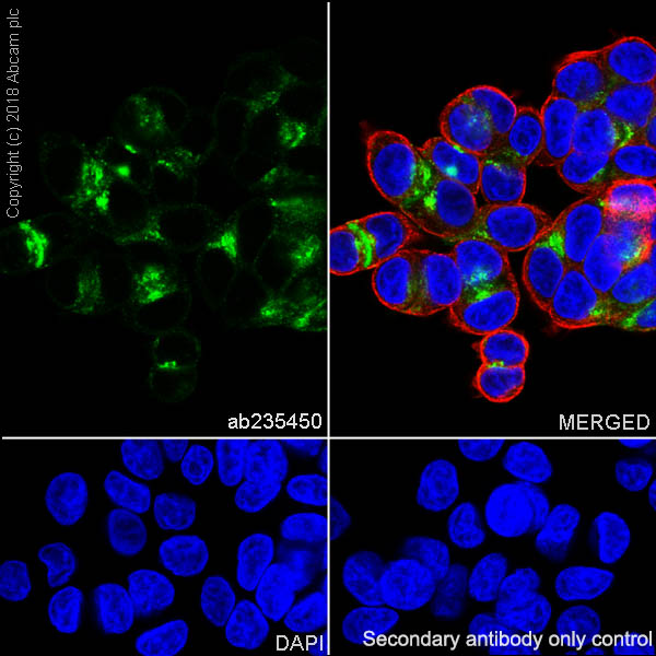Immunocytochemistry/ Immunofluorescence - Anti-MUC13 antibody [EPR21901] - BSA and Azide free (ab237590), expandable thumbnail