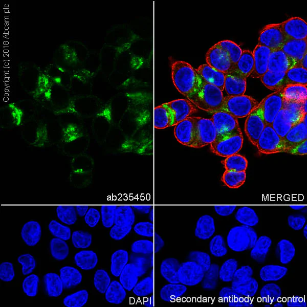 Immunocytochemistry/ Immunofluorescence - Anti-MUC13 antibody [EPR21901] - BSA and Azide free (AB237590)