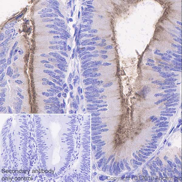 Immunohistochemistry (Formalin/PFA-fixed paraffin-embedded sections) - Anti-MUC13 antibody [EPR21901] - BSA and Azide free (ab237590), expandable thumbnail