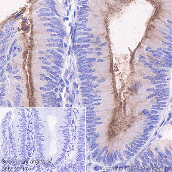 Immunohistochemistry (Formalin/PFA-fixed paraffin-embedded sections) - Anti-MUC13 antibody [EPR21901] - BSA and Azide free (AB237590)