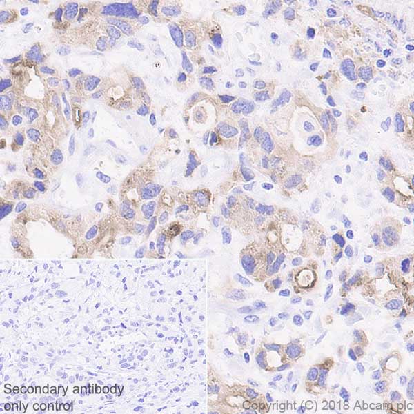 Immunohistochemistry (Formalin/PFA-fixed paraffin-embedded sections) - Anti-MUC13 antibody [EPR21901] - BSA and Azide free (AB237590), expandable thumbnail
