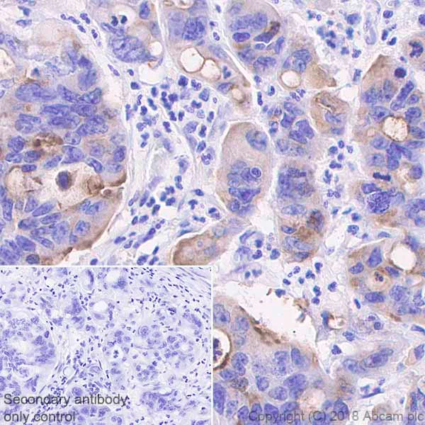 Immunohistochemistry (Formalin/PFA-fixed paraffin-embedded sections) - Anti-MUC13 antibody [EPR21901] - BSA and Azide free (AB237590)