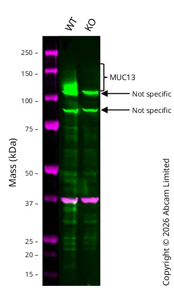 Western blot - Anti-MUC13 antibody [EPR21901] - BSA and Azide free (AB237590)