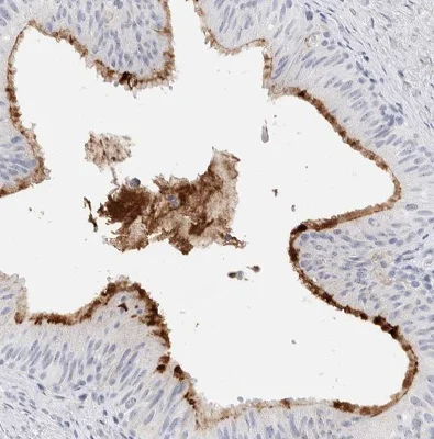 Immunohistochemistry (Formalin/PFA-fixed paraffin-embedded sections) - Anti-MUC15 antibody (AB224468)