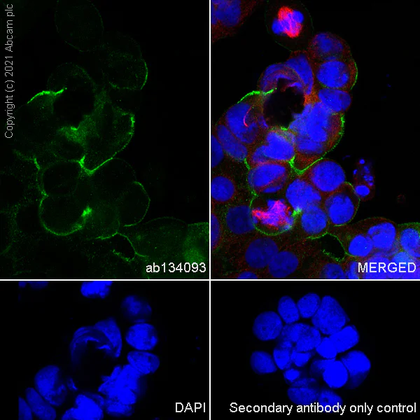 Immunocytochemistry/ Immunofluorescence - Anti-MUC16 antibody [EPSISR23] - BSA and Azide free (AB271903)