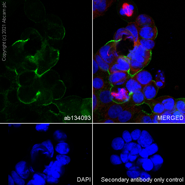 Immunocytochemistry/ Immunofluorescence - Anti-MUC16 antibody [EPSISR23] - Low endotoxin, Azide free (AB215381), expandable thumbnail