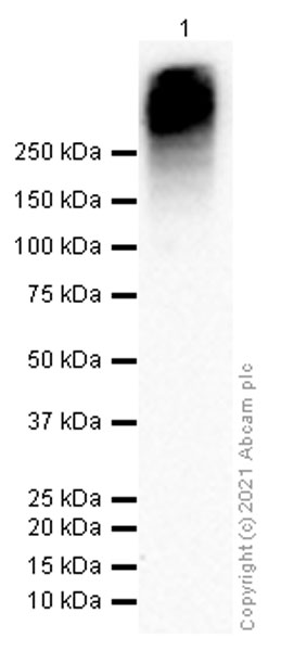 Western blot - Anti-MUC16 antibody [EPSISR23] - Low endotoxin, Azide free (AB215381), expandable thumbnail