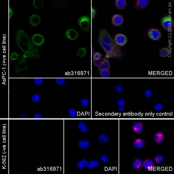Anti-MUC17 antibody [EPR28482-85] (ab316971) | Abcam