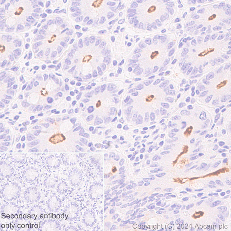 Immunohistochemistry (Formalin/PFA-fixed paraffin-embedded sections) - Anti-MUC17 antibody [EPR28482-85] (AB316971)