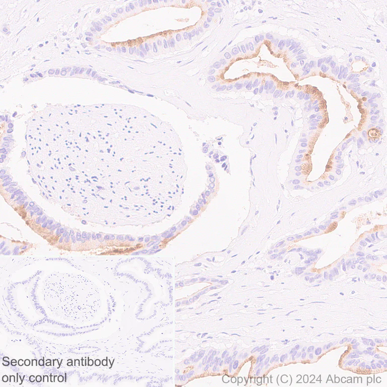 Immunohistochemistry (Formalin/PFA-fixed paraffin-embedded sections) - Anti-MUC17 antibody [EPR28482-85] (AB316971)