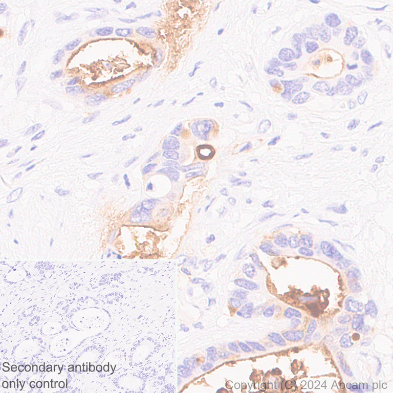 Immunohistochemistry (Formalin/PFA-fixed paraffin-embedded sections) - Anti-MUC17 antibody [EPR28482-85] (AB316971)
