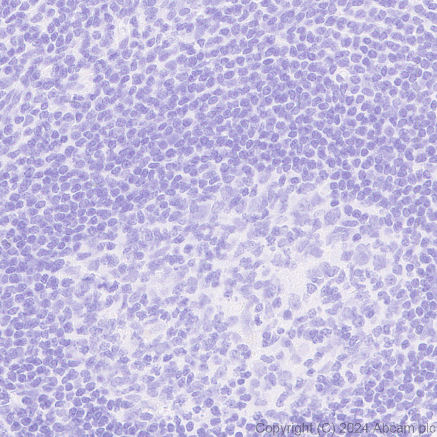 Immunohistochemistry (Formalin/PFA-fixed paraffin-embedded sections) - Anti-MUC17 antibody [EPR28482-85] (AB316971)