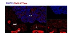 Immunocytochemistry/ Immunofluorescence - Anti-Muc19 antibody (AB121014)
