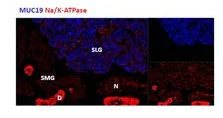 Immunocytochemistry/ Immunofluorescence - Anti-Muc19 antibody (AB121014)