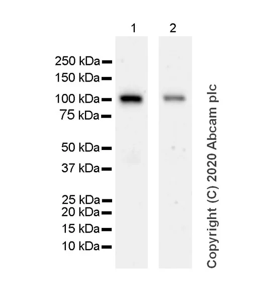 Western blot - Anti-MUC2 antibody [996/1] (AB11197)