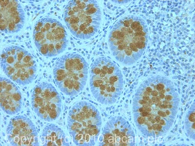 Immunohistochemistry (Formalin/PFA-fixed paraffin-embedded sections) - Anti-MUC2 antibody (AB90007)