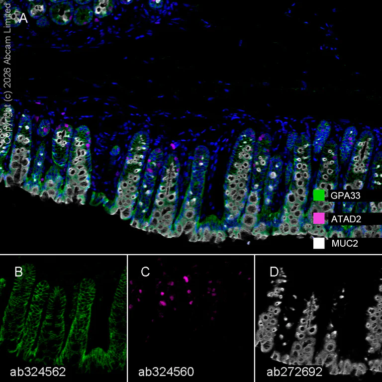 Multiplex immunohistochemistry - Anti-MUC2 antibody [EPR23479-47] (AB272692)