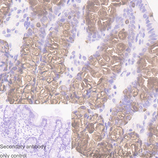 Immunohistochemistry (Formalin/PFA-fixed paraffin-embedded sections) - Anti-MUC2 antibody [EPR23479-47] - BSA and Azide free (AB272706)