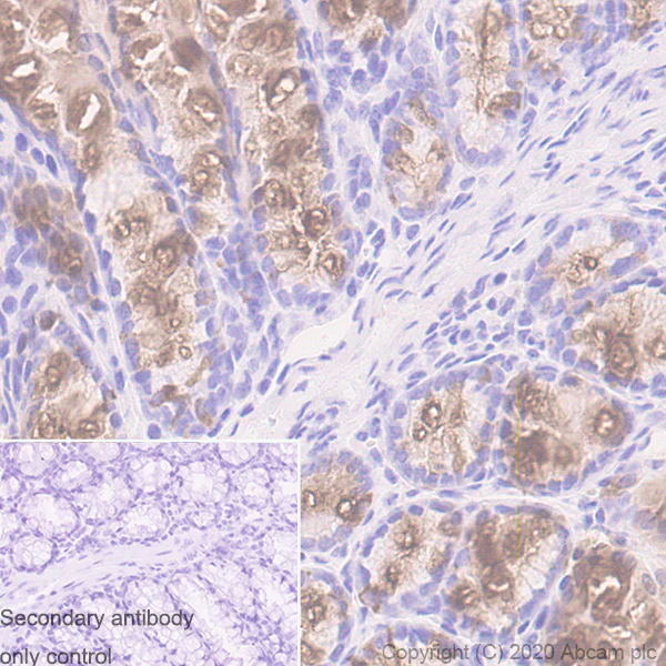 Immunohistochemistry (Formalin/PFA-fixed paraffin-embedded sections) - Anti-MUC2 antibody [EPR23479-47] - BSA and Azide free (AB272706)