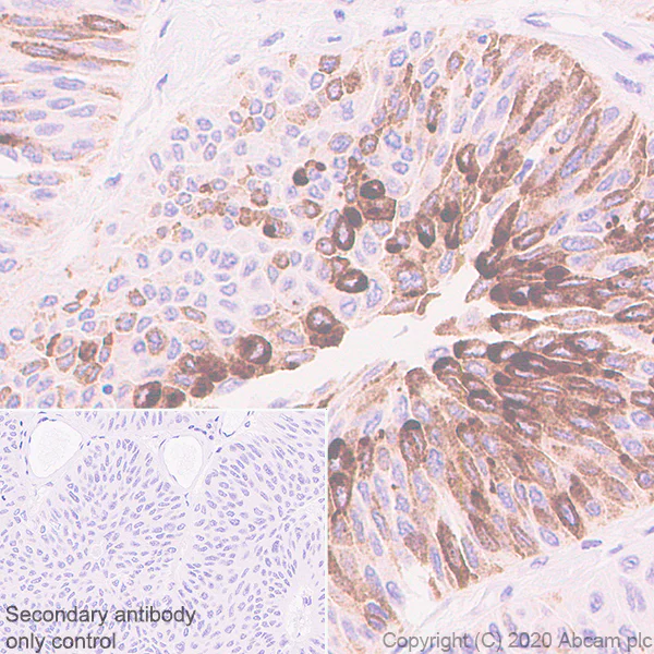 Immunohistochemistry (Formalin/PFA-fixed paraffin-embedded sections) - Anti-MUC2 antibody [EPR23479-47] - BSA and Azide free (AB272706)