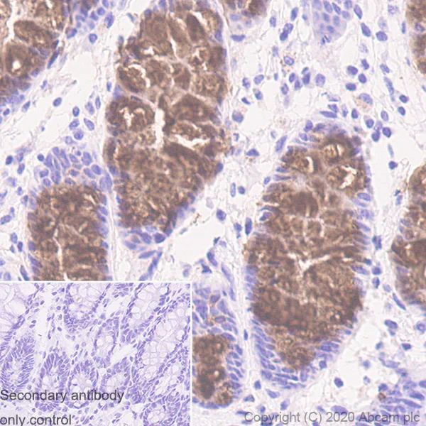 Immunohistochemistry (Formalin/PFA-fixed paraffin-embedded sections) - Anti-MUC2 antibody [EPR23479-47] - BSA and Azide free (AB272706)