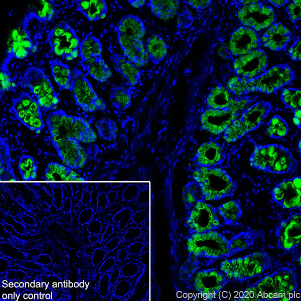 Immunohistochemistry (Frozen sections) - Anti-MUC2 antibody [EPR23479-47] - BSA and Azide free (AB272706)
