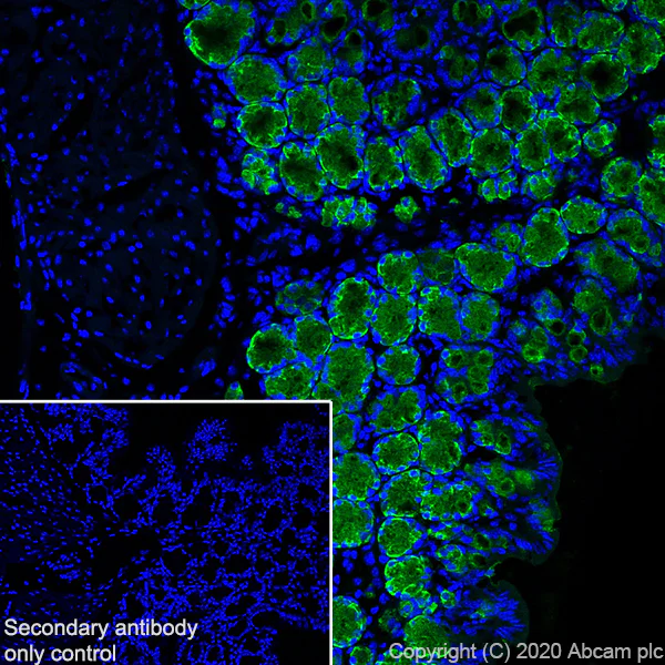 Immunohistochemistry (Frozen sections) - Anti-MUC2 antibody [EPR23479-47] - BSA and Azide free (AB272706)