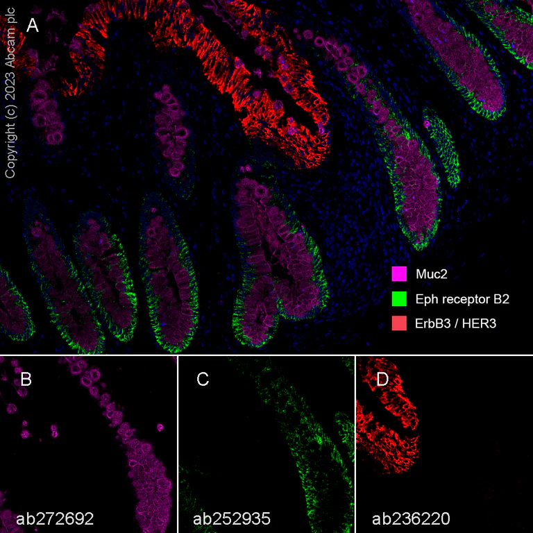 Multiplex immunohistochemistry - Anti-MUC2 antibody [EPR23479-47] - BSA and Azide free (AB272706)