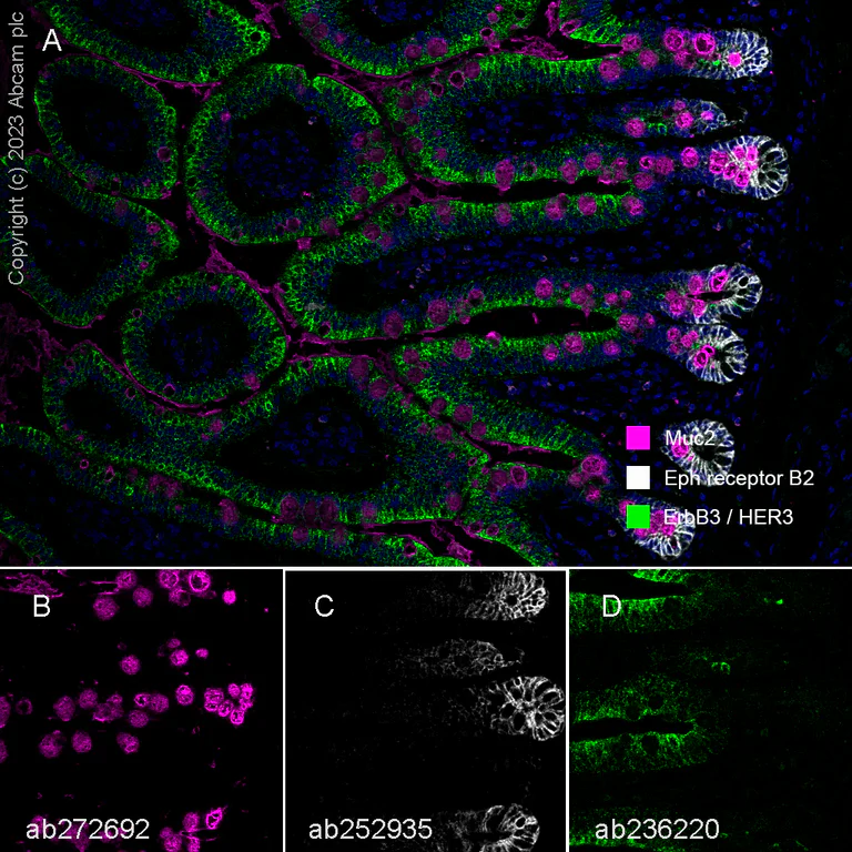 Multiplex immunohistochemistry - Anti-MUC2 antibody [EPR23479-47] - BSA and Azide free (AB272706)