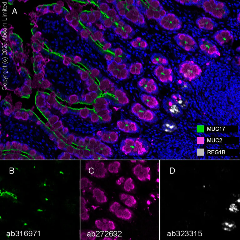 Multiplex immunohistochemistry - Anti-MUC2 antibody [EPR23479-47] - BSA and Azide free (AB272706)