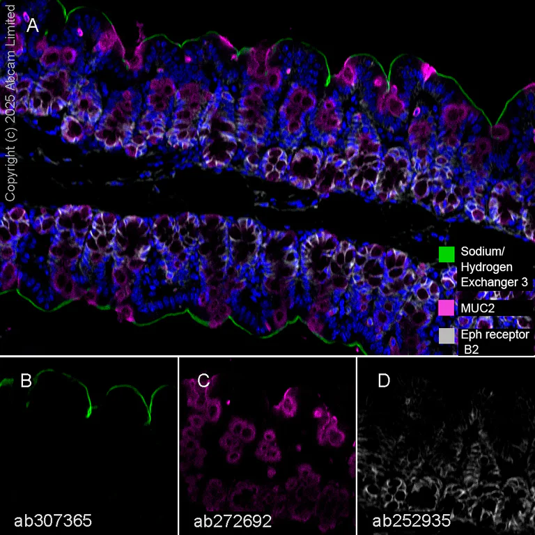 Multiplex immunohistochemistry - Anti-MUC2 antibody [EPR23479-47] - BSA and Azide free (AB272706)