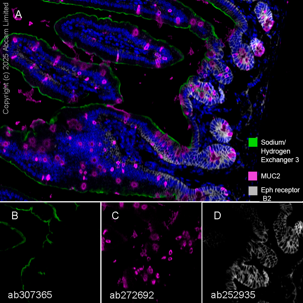 Multiplex immunohistochemistry - Anti-MUC2 antibody [EPR23479-47] - BSA and Azide free (ab272706), expandable thumbnail